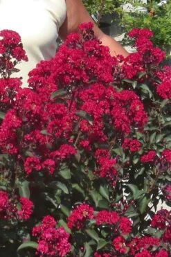 Double Dynamite Crape Myrtle Tree (Single Trunk Tree) - 5 Gallon Pot 10 Double Dynamite Crape Myrtle Tree (Single Trunk Tree) - 5 Gallon Pot -Flowers World Shop Crape Myrtle Double Dynamite 25 2