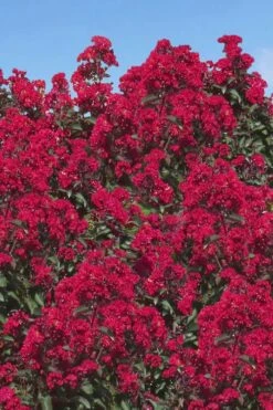 Double Dynamite Crape Myrtle Tree (Single Trunk Tree) - 7 Gallon Pot (5-6') -Flowers World Shop Crape Myrtle Double Dynamite 26 1