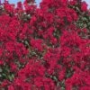 Double Dynamite Crape Myrtle - 2 Gallon Pot 2 Double Dynamite Crape Myrtle - 2 Gallon Pot -Flowers World Shop Crape Myrtle Double Dynamite 26