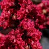 Double Feature Red Crape Myrtle - 3 Gallon Pot 1 Double Feature Red Crape Myrtle - 3 Gallon Pot -Flowers World Shop Crape Myrtle Double Feature 20