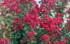 Double Feature Red Crape Myrtle - 3 Gallon Pot -Flowers World Shop Crape Myrtle Double Feature 50