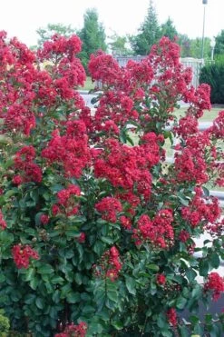 Double Feature Red Crape Myrtle - 3 Gallon Pot -Flowers World Shop Crape Myrtle Double Feature Rev 500x750 1