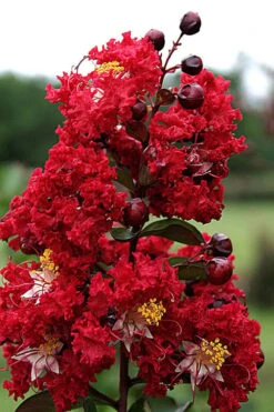 Dynamite Red Crape Myrtle - 7 Gallon Pot (3-4') 11 Dynamite Red Crape Myrtle - 7 Gallon Pot (3-4') -Flowers World Shop Crape Myrtle Dynamite Rev 2 500x750 4