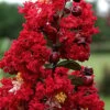 Dynamite Red Crape Myrtle - 6 Pack Of 1 Gallon Pots 1 Dynamite Red Crape Myrtle - 6 Pack Of 1 Gallon Pots -Flowers World Shop Crape Myrtle Dynamite Rev 2 500x750 6
