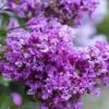 Early Bird Purple Crape Myrtle - 2 Gallon Pot -Flowers World Shop Crape Myrtle Early Bird BS