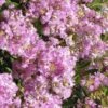 Early Bird Lavender Crape Myrtle - 3 Gallon Pot -Flowers World Shop Crape Myrtle Early Bird Lavender 27