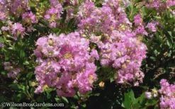 Early Bird Lavender Crape Myrtle - 3 Gallon Pot -Flowers World Shop Crape Myrtle Early Bird Lavender 6
