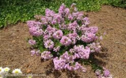 Early Bird Lavender Crape Myrtle - 3 Gallon Pot -Flowers World Shop Crape Myrtle Early Bird Lavender 7