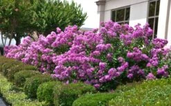 Early Bird Purple Crape Myrtle - 2 Gallon Pot -Flowers World Shop Crape Myrtle Early Bird Purple 2