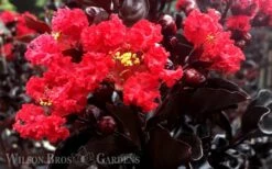 Ebony Flame Crape Myrtle - 3 Gallon Pot -Flowers World Shop Crape Myrtle Ebony Flame 1