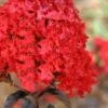 Ebony Flame Crape Myrtle - 2 Gallon Pot -Flowers World Shop Crape Myrtle Ebony Flame 21