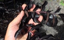 Ebony Flame Crape Myrtle - 2 Gallon Pot -Flowers World Shop Crape Myrtle Ebony Flame Black Leaves