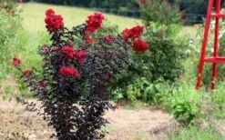 Ebony Flame Crape Myrtle - 7 Gallon Pot (4-5') -Flowers World Shop Crape Myrtle Ebony Flame Tree 2