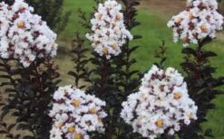 Ebony & Ivory Crape Myrtle - 3 Gallon Pot -Flowers World Shop Crape Myrtle Ebony Ivory 2