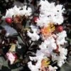 Delta Moonlight Crape Myrtle - 2 Gallon Pot -Flowers World Shop Crape Myrtle Ebony Ivory BS