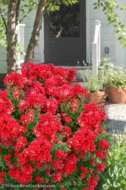 Enduring Summer Red Crape Myrtle - 5 Gallon Pot