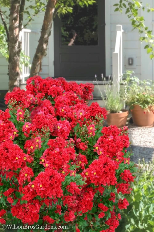 Enduring Summer Red Crape Myrtle - 3 Gallon Pot 3 Enduring Summer Red Crape Myrtle - 3 Gallon Pot