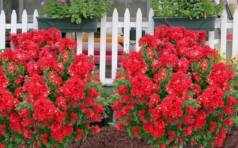 Enduring Summer Red Crape Myrtle - 3 Gallon Pot 7 Enduring Summer Red Crape Myrtle - 3 Gallon Pot - Image 5