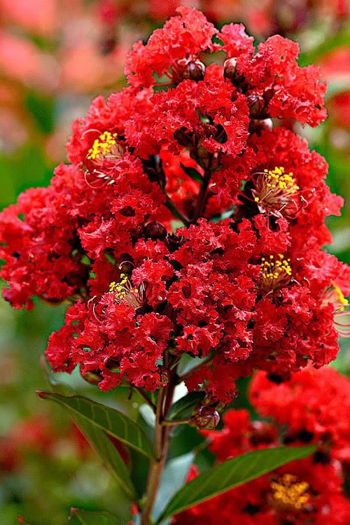Enduring Summer Red Crape Myrtle - 3 Gallon Pot 6 Enduring Summer Red Crape Myrtle - 3 Gallon Pot - Image 4