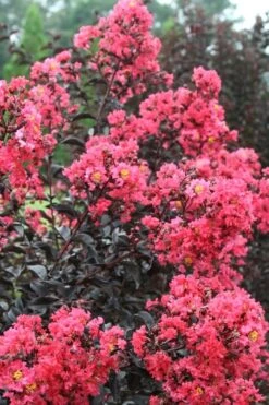 Midnight Magic Crape Myrtle (Multi Trunk) - 7 Gallon Pot 13 Midnight Magic Crape Myrtle (Multi Trunk) - 7 Gallon Pot -Flowers World Shop Crape Myrtle Midnight Magic 1