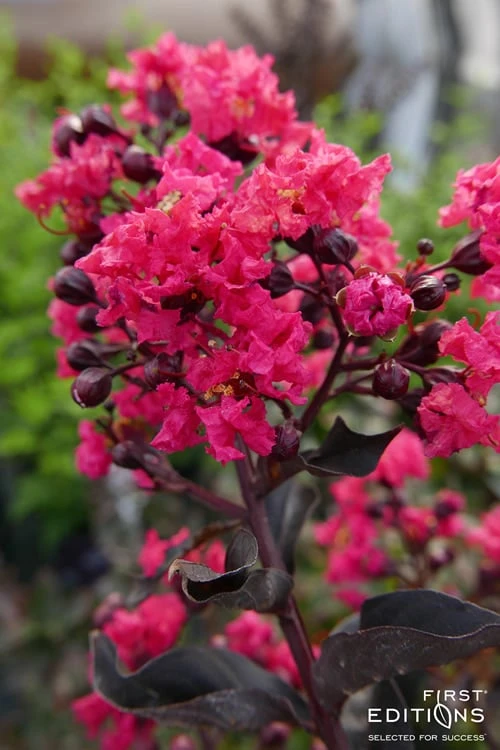 Midnight Magic Crape Myrtle (Multi Trunk) - 7 Gallon Pot 8 Midnight Magic Crape Myrtle (Multi Trunk) - 7 Gallon Pot - Image 6