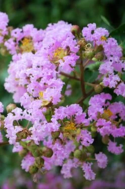 Muskogee Lavender Crape Myrtle Tree (Single Trunk) - 5 Gallon Pot 9 Muskogee Lavender Crape Myrtle Tree (Single Trunk) - 5 Gallon Pot -Flowers World Shop Crape Myrtle Muskgogee BS 1