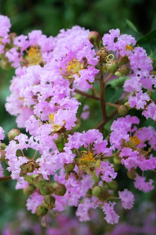 Muskogee Lavender Crape Myrtle - 5 Gallon Pot 3 Muskogee Lavender Crape Myrtle - 5 Gallon Pot