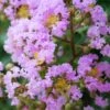 Muskogee Lavender Crape Myrtle - 6 Pack Of 1 Gallon Pots 1 Muskogee Lavender Crape Myrtle - 6 Pack Of 1 Gallon Pots -Flowers World Shop Crape Myrtle Muskgogee BS 5