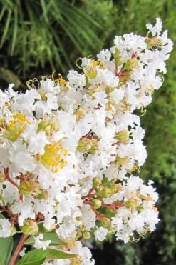 Natchez White Crape Myrtle Tree (Single Trunk) - 5 Gallon Pot -Flowers World Shop Crape Myrtle Natchez 11
