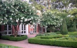 Natchez White Crape Myrtle - 1 Gallon Pot -Flowers World Shop Crape Myrtle Natchez 13 1