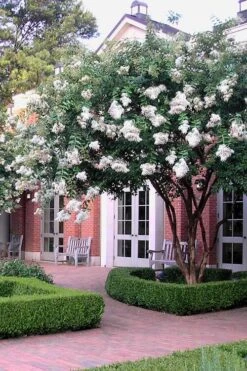 Natchez White Crape Myrtle (Multi Trunk) - 5 Gallon Pot 13 Natchez White Crape Myrtle (Multi Trunk) - 5 Gallon Pot -Flowers World Shop Crape Myrtle Natchez 14 4