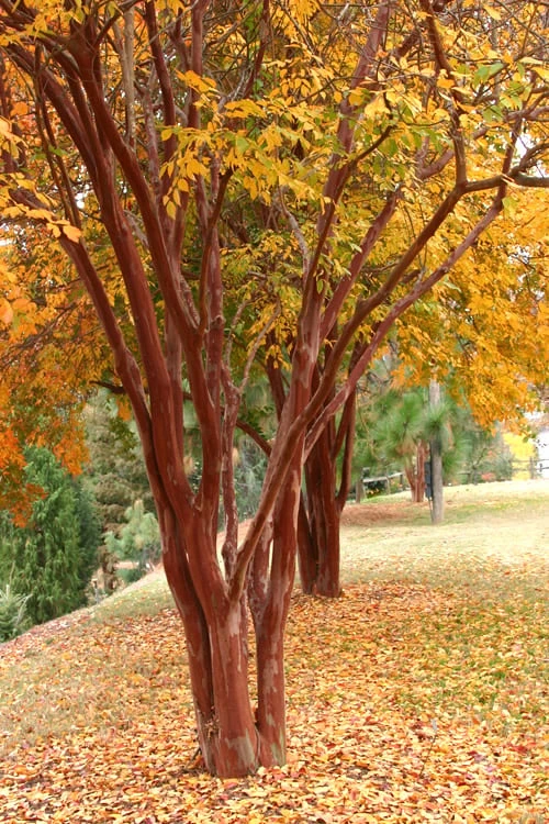 Natchez White Crape Myrtle (Multi Trunk) - 5 Gallon Pot 6 Natchez White Crape Myrtle (Multi Trunk) - 5 Gallon Pot - Image 4