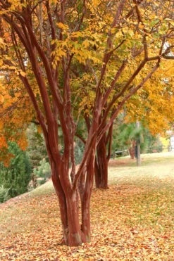 Natchez White Crape Myrtle - 6 Pack Of 1 Gallon Pots -Flowers World Shop Crape Myrtle Natchez 17 6