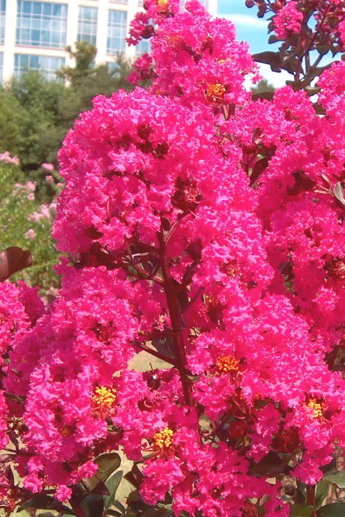 Pink Velour Crape Myrtle Tree - 3 Gallon Pot 7 Pink Velour Crape Myrtle Tree - 3 Gallon Pot - Image 5