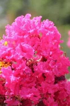 Pink Velour Crape Myrtle Tree - 3 Gallon Pot 10 Pink Velour Crape Myrtle Tree - 3 Gallon Pot -Flowers World Shop Crape Myrtle Pink Velour 14