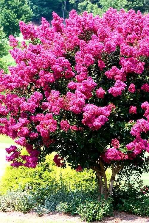 Pink Velour Crape Myrtle Tree - 3 Gallon Pot 3 Pink Velour Crape Myrtle Tree - 3 Gallon Pot