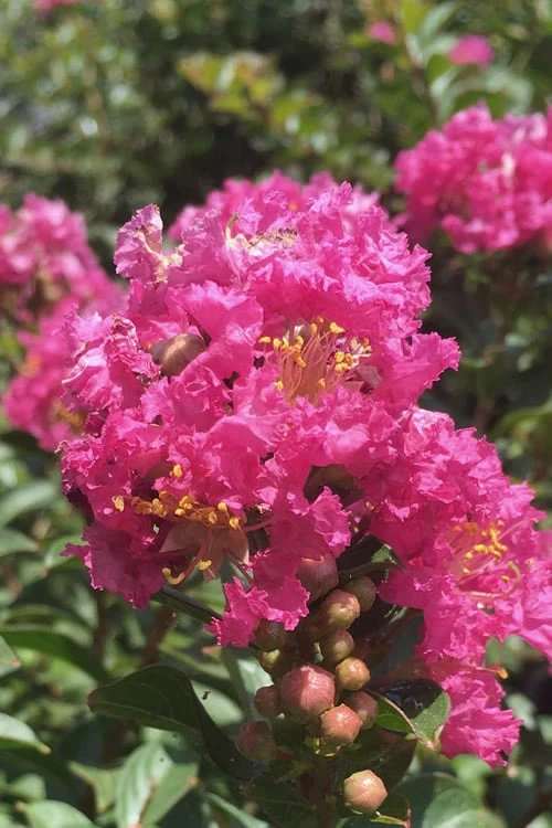 Pocomoke Dwarf Crape Myrtle - 3 Gallon Pot 3 Pocomoke Dwarf Crape Myrtle - 3 Gallon Pot