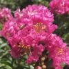 Pocomoke Dwarf Crape Myrtle - 1 Gallon Pot -Flowers World Shop Crape Myrtle Pocomoke 26