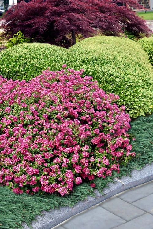 Pocomoke Dwarf Crape Myrtle - 3 Gallon Pot 6 Pocomoke Dwarf Crape Myrtle - 3 Gallon Pot - Image 4