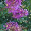 Purple Cow Crape Myrtle - 2 Gallon Pot -Flowers World Shop Crape Myrtle Purple Cow 1