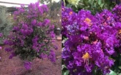 Purple Magic Crape Myrtle - 3 Gallon Pot -Flowers World Shop Crape Myrtle Purple Magic 12 1