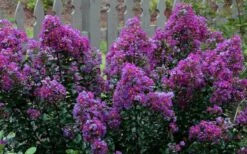 Purple Magic Crape Myrtle - 3 Gallon Pot -Flowers World Shop Crape Myrtle Purple Magic 13 1