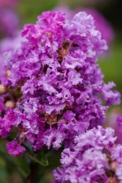 Purple Magic Crape Myrtle Tree (Single Trunk) - 7 Gallon Pot (6-7') -Flowers World Shop Crape Myrtle Purple Magic 20 500x750 1
