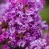 Purple Magic Crape Myrtle Tree (Multi Trunk) - 7 Gallon Pot 1 Purple Magic Crape Myrtle Tree (Multi Trunk) - 7 Gallon Pot -Flowers World Shop Crape Myrtle Purple Magic 20 500x750 2