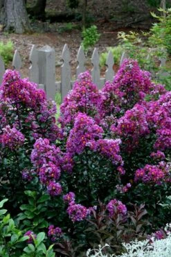 Purple Magic Crape Myrtle - 3 Gallon Pot -Flowers World Shop Crape Myrtle Purple Magic 500x750 1
