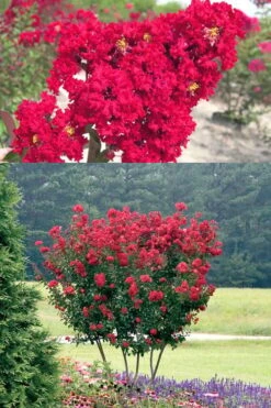 Red Rocket Crape Myrtle - 3 Gallon Pot -Flowers World Shop Crape Myrtle Red Rocket 500x750 2