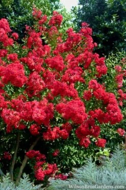 Red Rocket Crape Myrtle - 1 Gallon Pot -Flowers World Shop Crape Myrtle Red Rocket 7 2