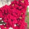 Red Rocket Crape Myrtle - 6 Pack Of 1 Gallon Pots -Flowers World Shop Crape Myrtle Red Rocket Closeup 500x750 1