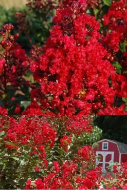 Red Rooster Crape Myrtle - 7 Gallon Pot -Flowers World Shop Crape Myrtle Red Rooster 2 500 x750 3
