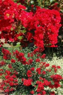 Red Rooster Crape Myrtle - 2 Gallon Pot -Flowers World Shop Crape Myrtle Red Rooster 5 x750 1